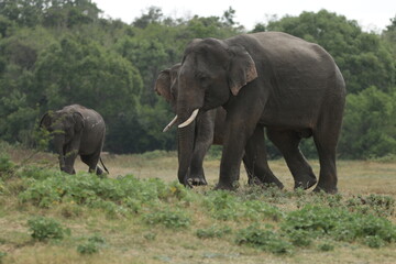 Fototapeta premium Sri Lankan Elephants and Tuskers in Kaudulla National Park, Sri Lanka 