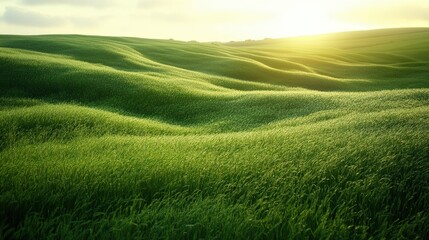 Obraz premium Lush green rolling hills bathed in golden sunlight at sunrise.
