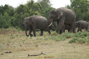 Obraz premium Beautiful Tuskers and Elephants in Kaudulla National Park, Sri Lanka 