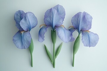 Three light purple irises arranged symmetrically on a white background.  Possible use Floral still life photography