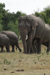 Obraz premium Beautiful Tuskers and Elephants in Kaudulla National Park, Sri Lanka 