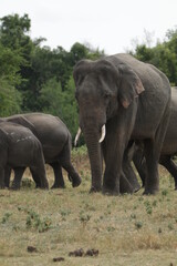 Obraz premium Sri Lankan Elephants and Tuskers in Kaudulla National Park, Sri Lanka 