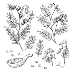Set of lentil plants, pods and beans. Hand-drawn detailed black and white vector illustration.