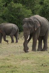 Sri Lankan Elephants and Tuskers in Kaudulla National Park, Sri Lanka 