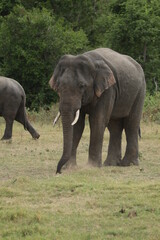 Sri Lankan Elephants and Tuskers in Kaudulla National Park, Sri Lanka 