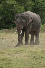 Obraz premium Sri Lankan Elephants and Tuskers in Kaudulla National Park, Sri Lanka 