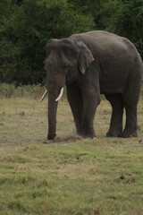 Sri Lankan Elephants and Tuskers in Kaudulla National Park, Sri Lanka 