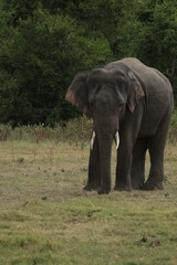 Sri Lankan Elephants and Tuskers in Kaudulla National Park, Sri Lanka 