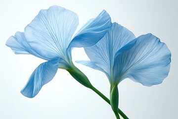 Delicate light blue iris flowers, soft light, studio shot,  for floral design or spring themes