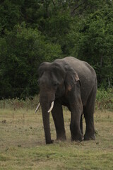 Obraz premium Sri Lankan Elephants and Tuskers in Kaudulla National Park, Sri Lanka 