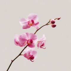 Pink orchid blossom close up view on white background