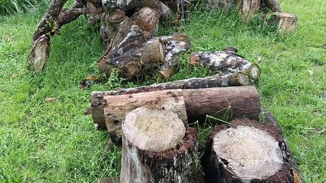 Stumps of tree in the garden at garden in  kluang  , johor , malaysia
