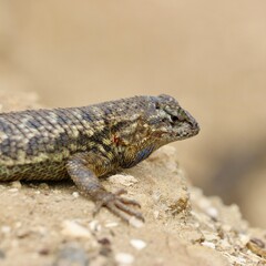 Detailed Lizard Close-Up with Colorful Patterns