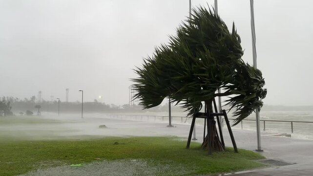 Hurricane Winds Palm Tree Blowing Sea Spray - Khanun