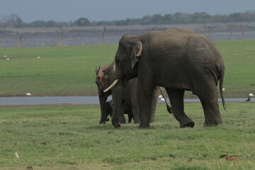 Sri Lankan Elephants and Tuskers in Kaudulla National Park, Sri Lanka 