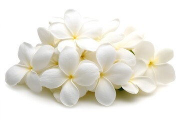 Fototapeta premium Beautiful White Plumeria Flowers Bouquet Isolated