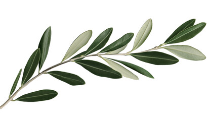 Fototapeta premium a single olive branch with elongated leaves showcasing a blend of green and light green hues symbolizing peace and harmony