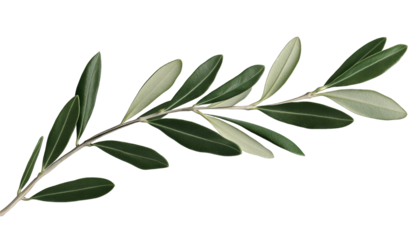 a single olive branch with elongated leaves showcasing a blend of green and light green hues symbolizing peace and harmony
