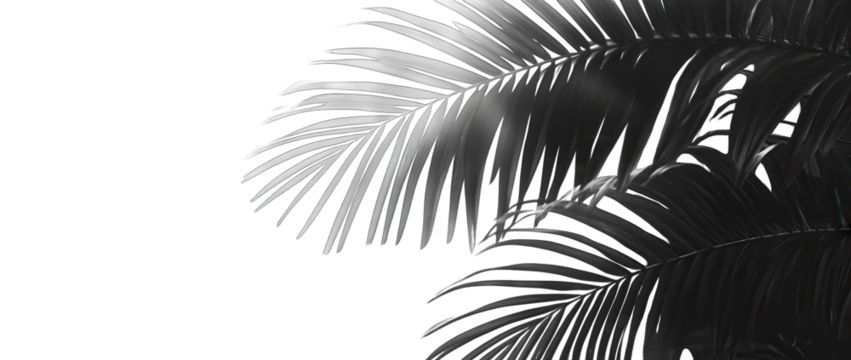 a monochromatic the elegant fronds of a palm tree creating a serene and tranquil atmosphere the soft background enhances the visual impact of the foliage