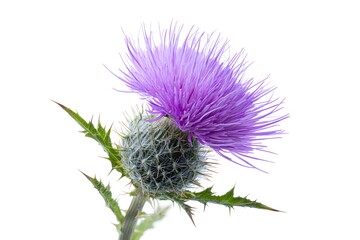 Isolated Thistle Flower Head, Stem, and Prickly Leaves Against White Backdrop