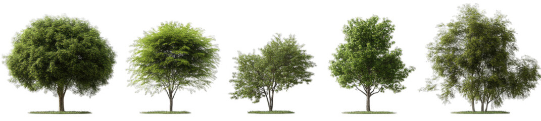 Fototapeta premium a series of five trees each displaying different shapes and foliage density illustrating variations in tree growth and types