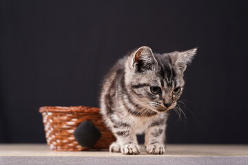 A cute little cat in the background