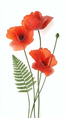 Fototapeta premium Three Vivid Red Poppy Flowers with Green Fern Leaf Against a Clean White Background