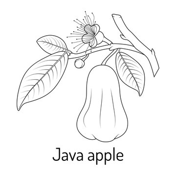 Black and white vector illustration of Java apple fruit with leaves and flowers. Botanical tropical plant drawing perfect for coloring books, posters, and educational materials.
