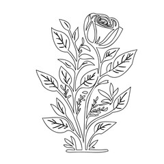 Elegant Rose Blossom Linear Art, Isolated on White