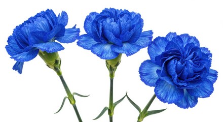 Three blue carnations close up on white background