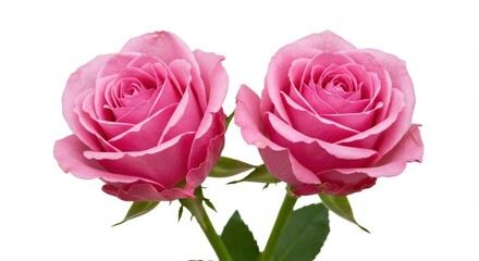 Fototapeta premium Two pink roses on white background