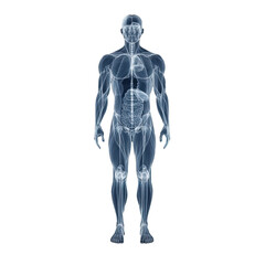 3D human man anatomy or anatomical and muscle isolated on transparent background.