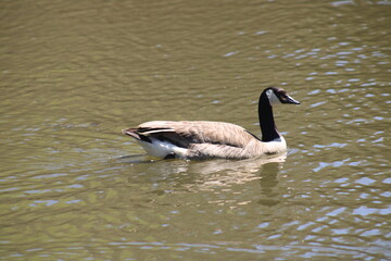 Canada Goose / Canadian Geese