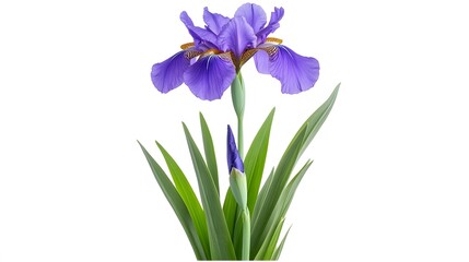 Beautiful Purple Iris Flower Bloom Isolated on White Background