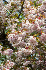 cherry blossom (sakura)
