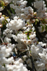 cherry blossom (sakura)