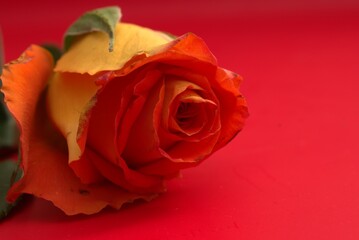 Fototapeta premium rosa, flor, rojo, amor, aislada, valentín, blanco, romance, naturaleza, beldad, hermoso, regalo, floral, florecer, singles, verde, romanticas, rosa, fábrica, ramo, hojas, brotar, pétalo, objeto