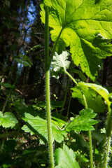 bigflower tellima or fringecups (Tellima grandiflora)