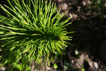 horsetail (Equisetum)