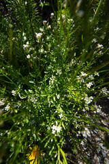 Pennsylvania bittercress (Cardamine pensylvanica)