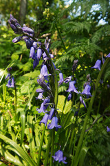 Bluebells (Hyacinthoides)