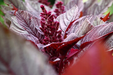 Leaves and inflorescences of the blossoming amaranthus. In total in claret color. Focus in the center on a background.