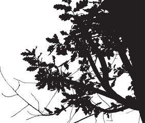 Vector illustration of oak tree branches on white background