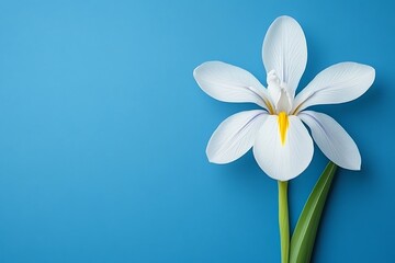 Fototapeta premium White flower on vibrant blue background, still life, spring, beauty, nature