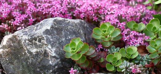 Fragment of the Alpine hill in a decorative garden. Two different sedums grow around a gray impressive stone. One sedum plentifully blossoms in small pink flowers.