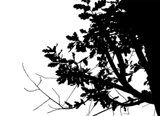 Black and white illustration of natural large old oak tree branch with leaves on white background