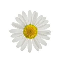 A close-up of a vibrant daisy flower showcasing its white petals and yellow center against a clean background