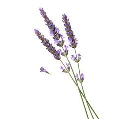 Fototapeta premium A close-up of fresh lavender sprigs with vibrant purple flowers against a clean background, ideal for wellness and nature themes