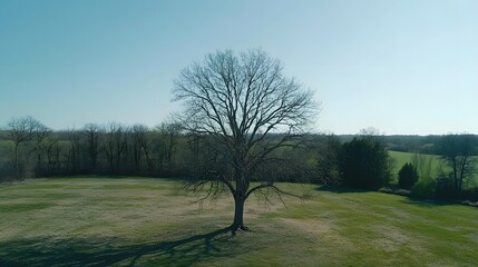 Fototapeta premium A solitary leafless tree stands alone in a vast grassy field surrounded by lush green trees on one side and open farmland on the other under a clear blue sky with a contemporary