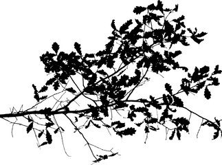Fototapeta premium Vector illustration of natural old oak tree branch on white background